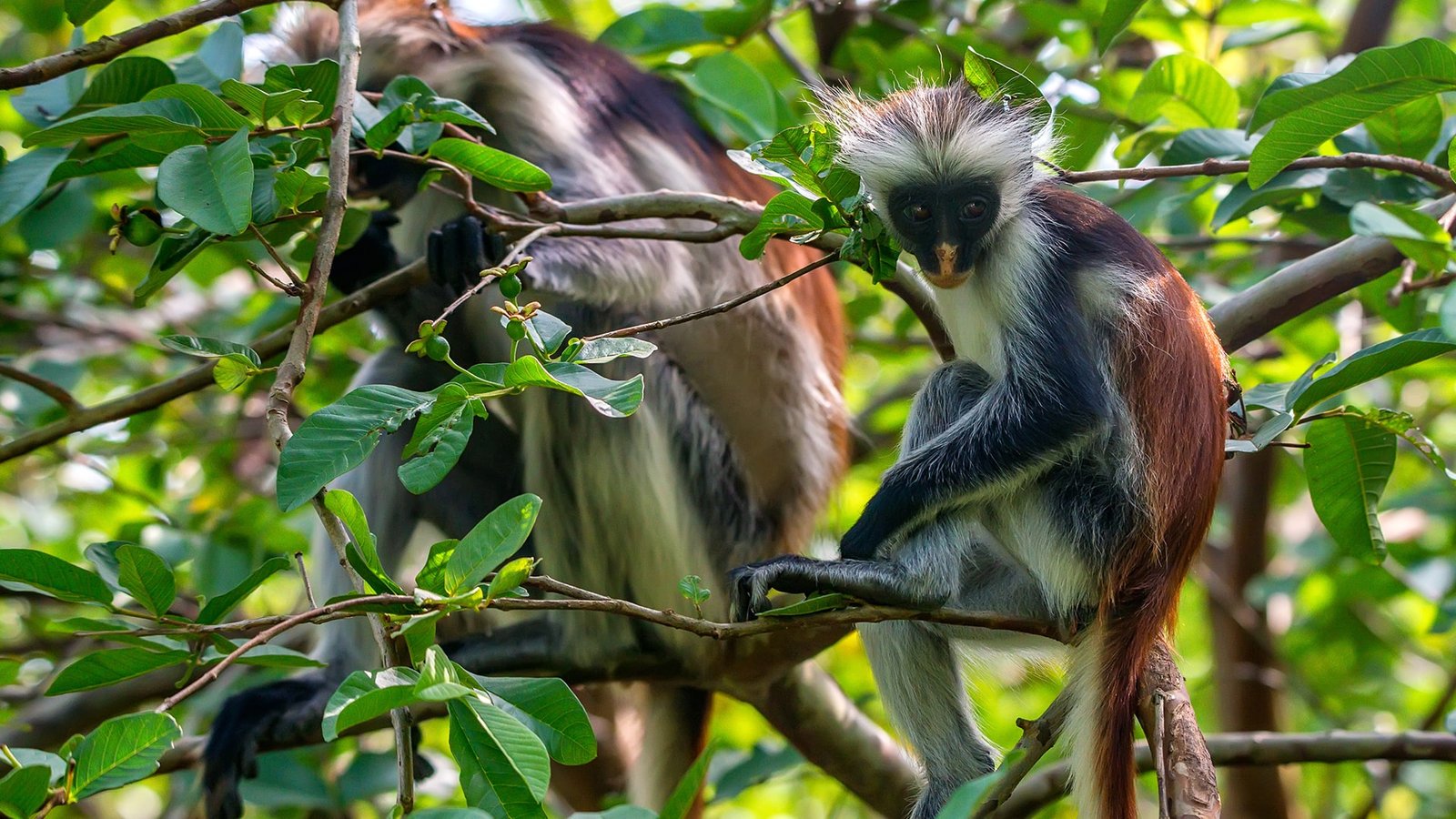 Zanzibar Jozani Forest Tour