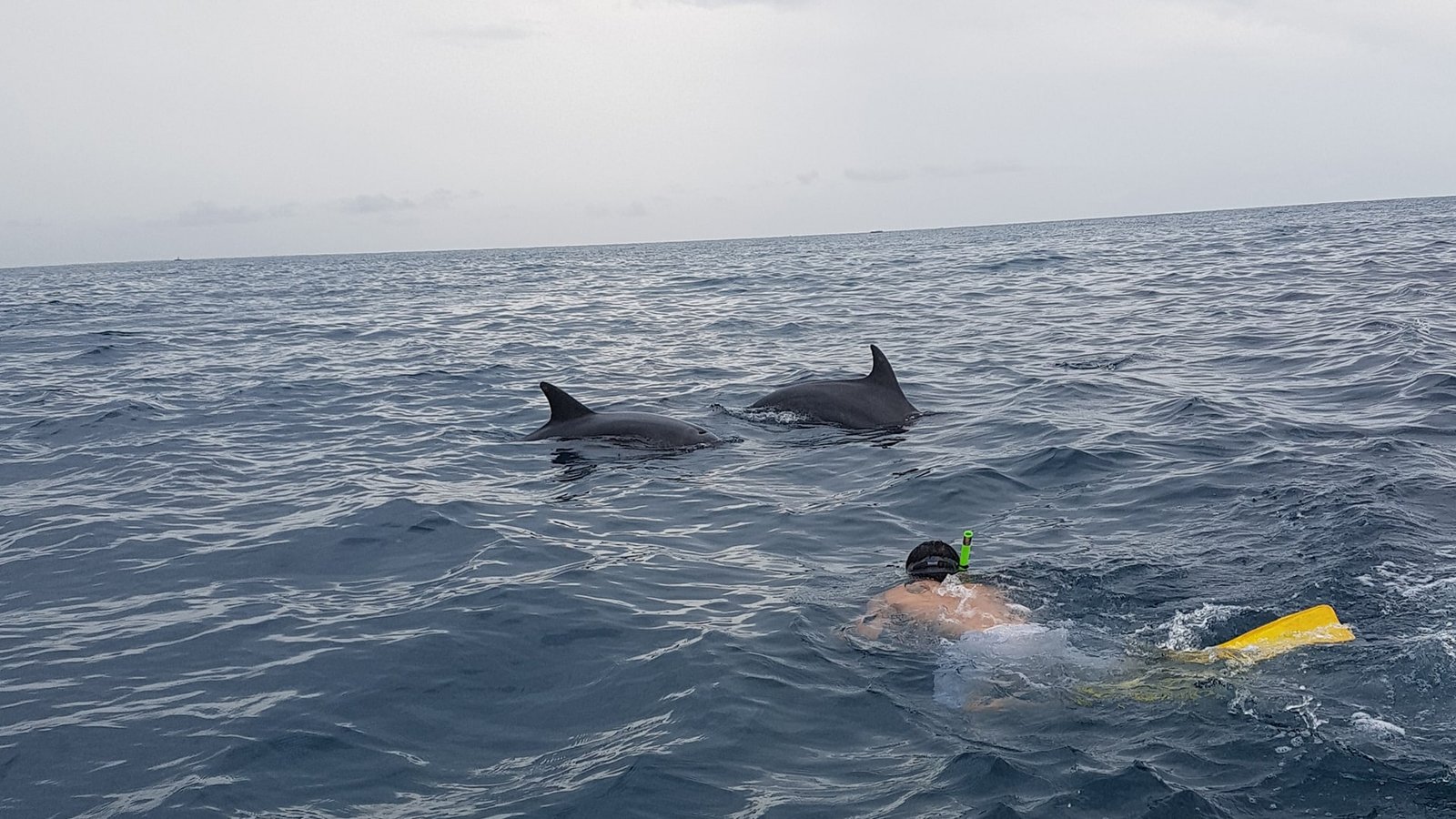 Zanzibar Dolphins Tour at Kizimkazi