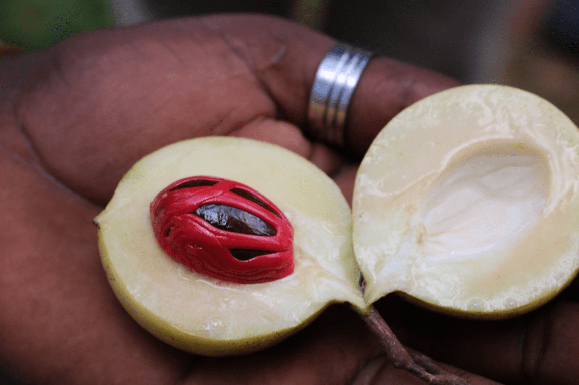 Zanzibar Spice Tour
