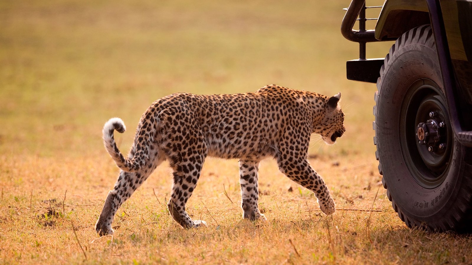 TANZANIA CLASSIC - 7 DAYS – MID RANGE SAFARI