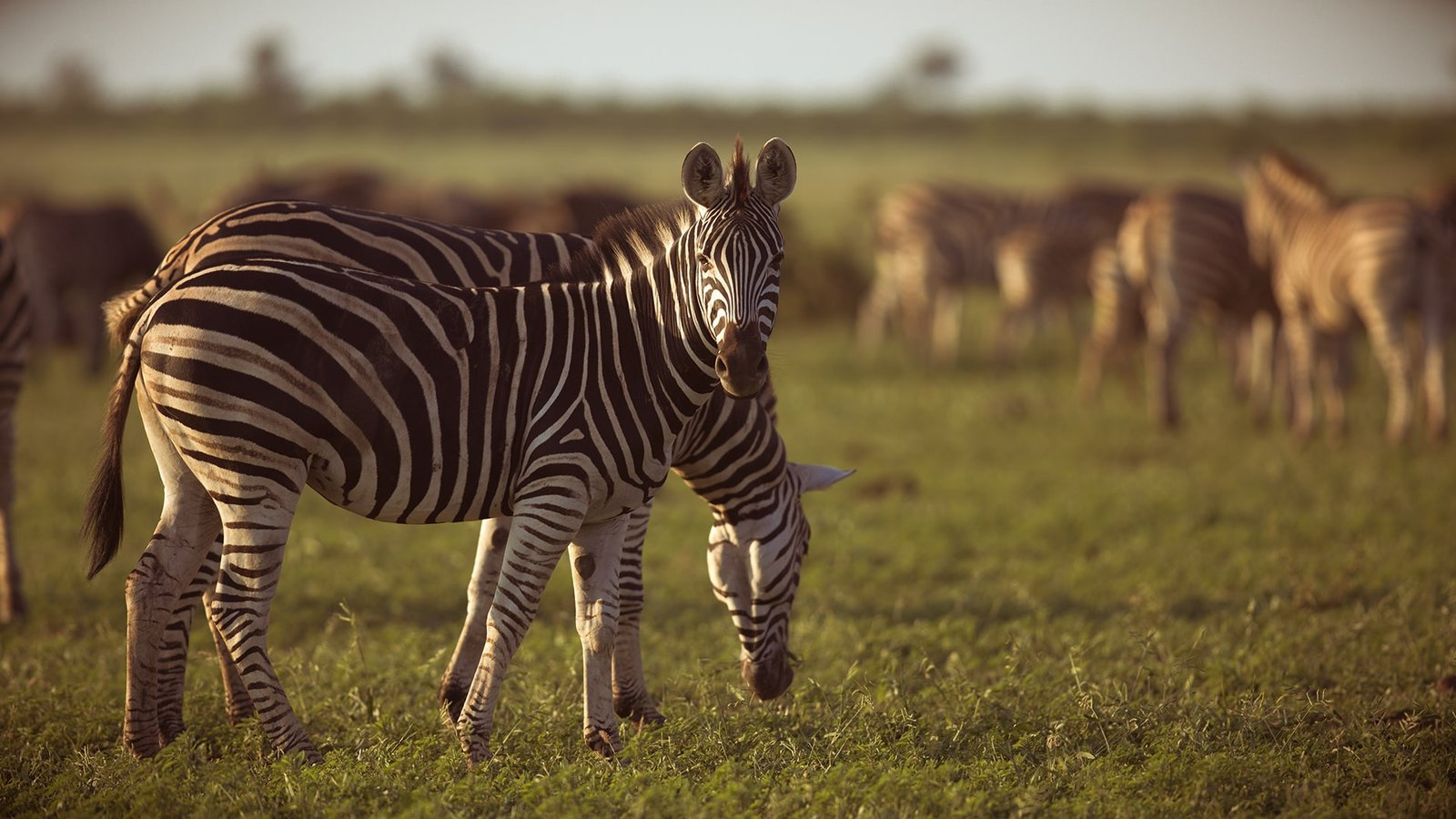 Mid range safaris