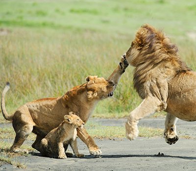 Budget safaris