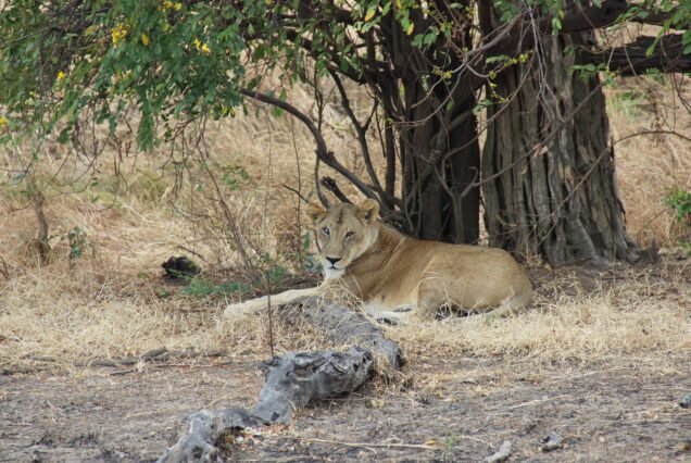 TANZANIA CLASSIC - 7 DAYS