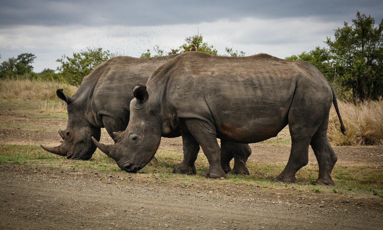 4 DAYS TOUR TO TANZANIA NATIONAL`S PARKS