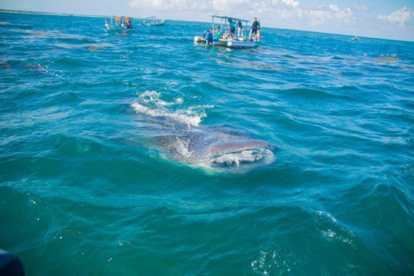 Day Trip To Swimminng With Whale Sharks In Mafia Island