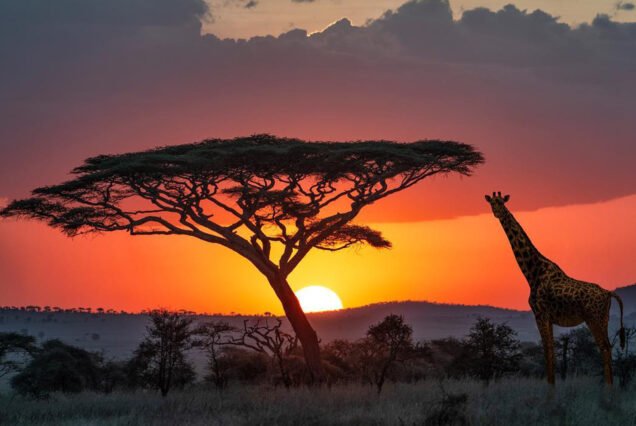 5-Days-Fly-In-Safari-To-Tarangire-Lake-Manyara-Serengeti-and-Ngorongoro-Crater-From-Zanzibar