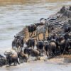 5-Days-Fly-In-Safari-To-Tarangire-Lake-Manyara-Serengeti-and-Ngorongoro-Crater-From-Zanzibar