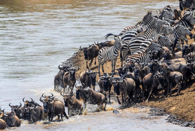 5-Days-Fly-In-Safari-To-Tarangire-Lake-Manyara-Serengeti-and-Ngorongoro-Crater-From-Zanzibar