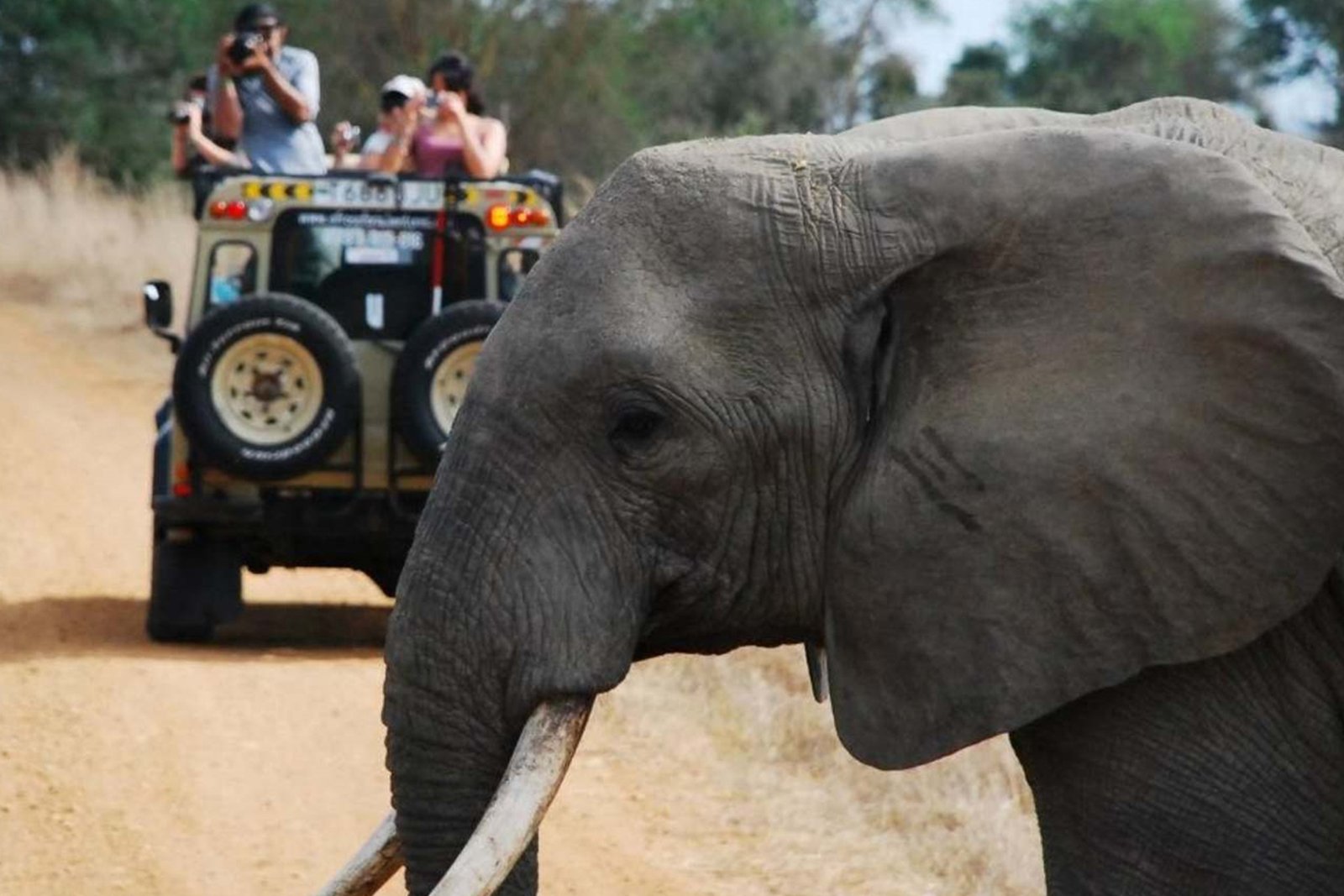 Day-Trip-Fly-in-Safari-to-Mikumi-National-Park-from-Zanzibar