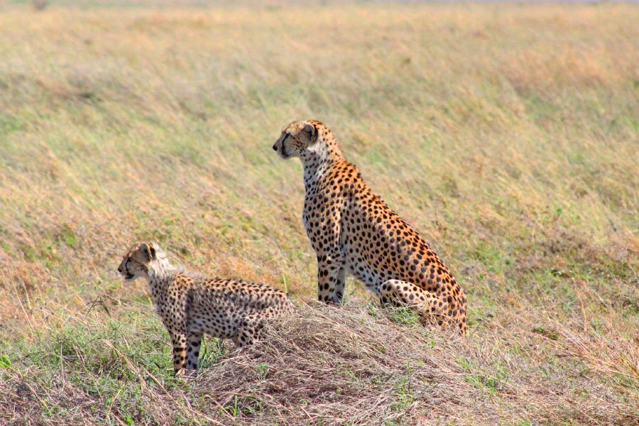 mikumi national park