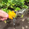 butterflies