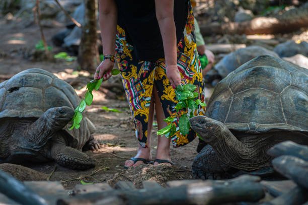 Prison Island feed turtle