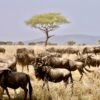 Serengeti-Migration-Safari