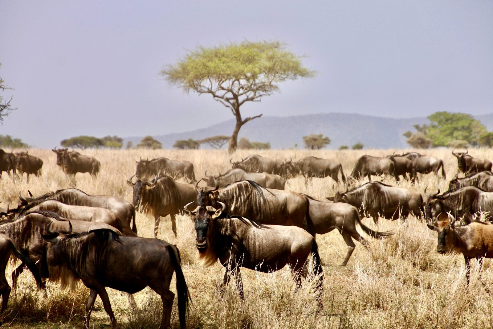 Serengeti-Migration-Safari