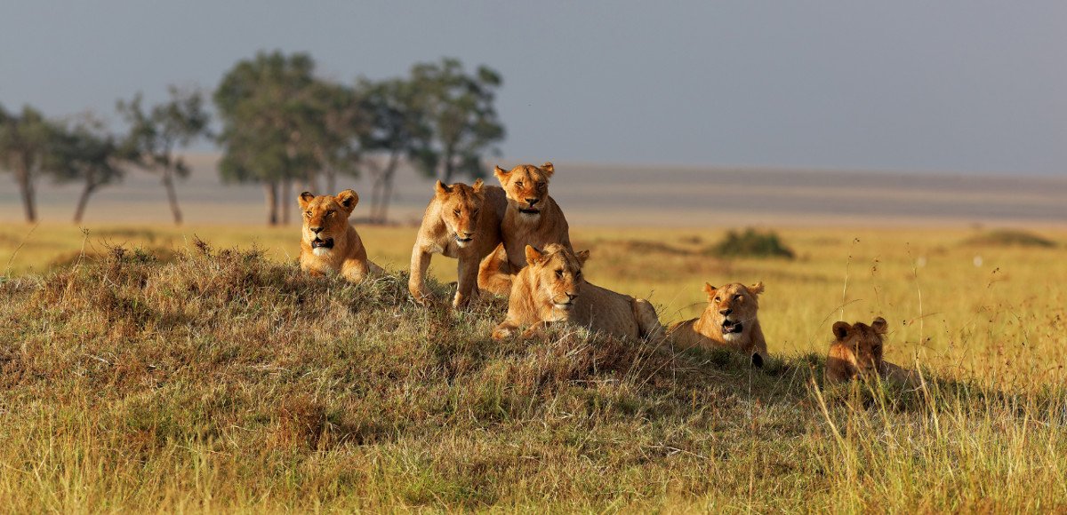 lions