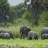 Nyerere National Park