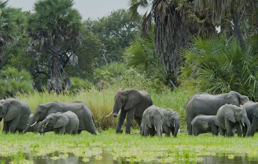 Nyerere National Park