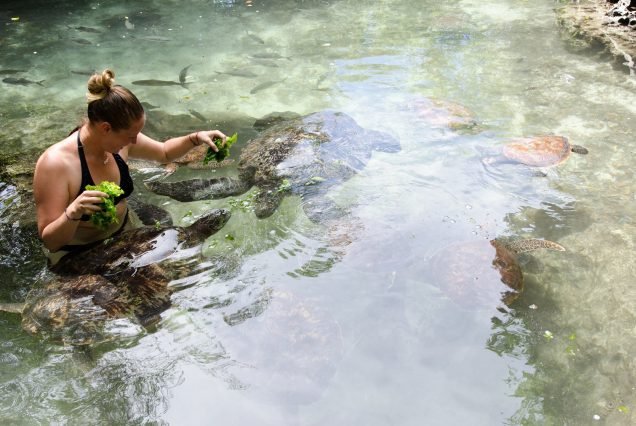 Swimming-With-Turtles-in-Aquarium