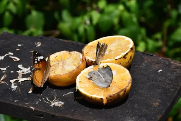 Butterfly Center zanzibar