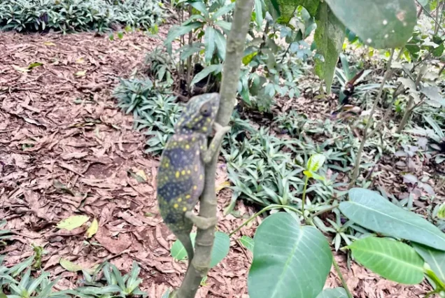 Butterfly Center zanzibar